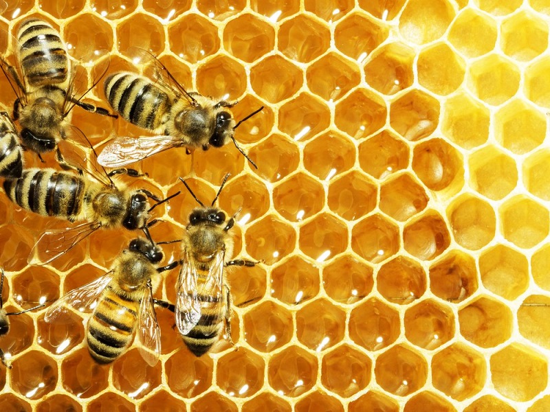 Ong mật Apis Mellifera